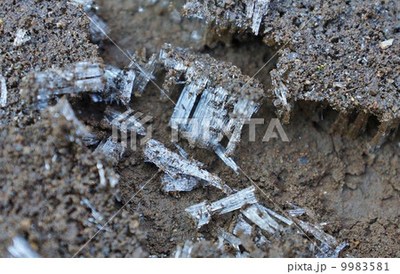 冬イメージ・凍る地面の長い霜柱・横位置 9983581