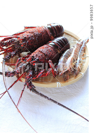 伊勢海老と車海老 9983657
