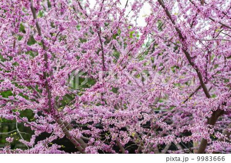 Blossom Judas tree 9983666