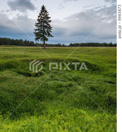 Lonely pine tree and green grass 9983873