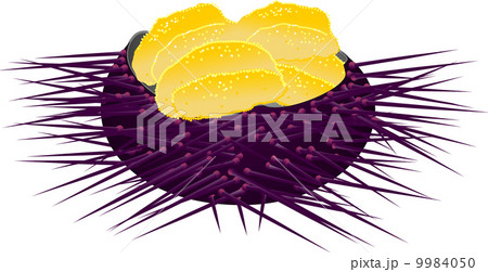 ムラサキウニのイラスト素材