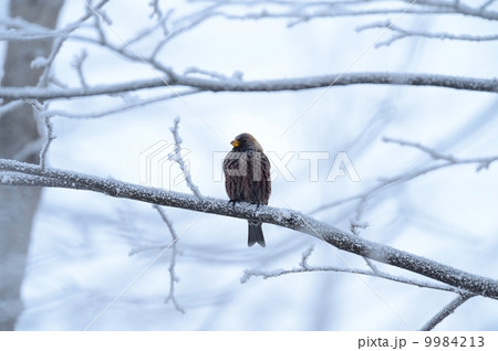 ハギマシコ 9984213