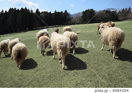 ヒツジ 群れ ヒツジ 群れ 9984394