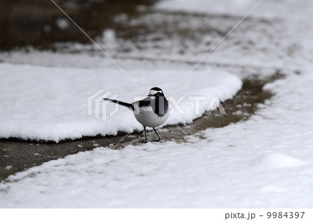 セグロセキレイ 9984397