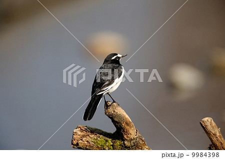セグロセキレイ セグロセキレイ 9984398