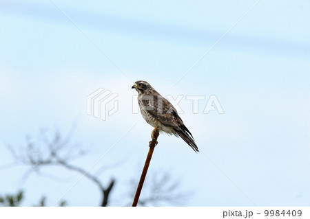 サシバ サシバ 9984409