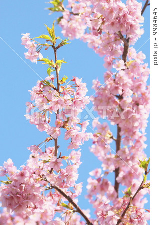 河津桜と青空 9984645