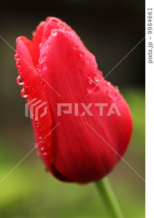 チューリップ 9984661