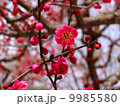 梅の写真 9985580
