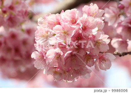 満開の河津桜 9986006