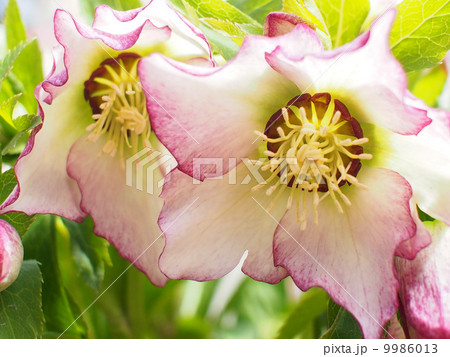 クリスマスローズ クリスマスローズ 9986013