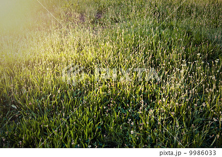 Grass image Grass image 9986033