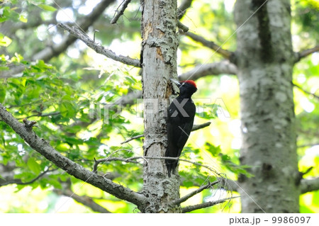 クマゲラ 9986097