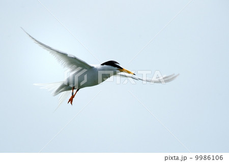 コアジサシ 9986106