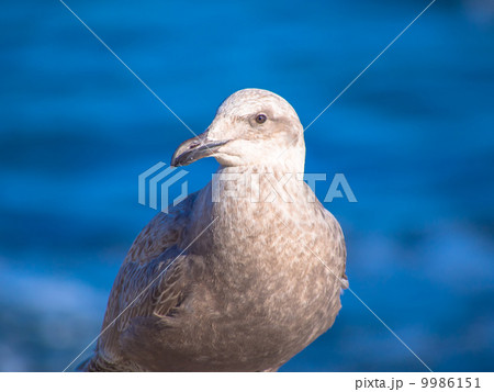 海を背にするセグロカモメ 9986151