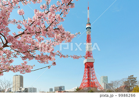 芝公園の満開の桜と東京タワーの写真素材