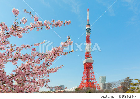芝公園の満開の桜と東京タワー 9986267
