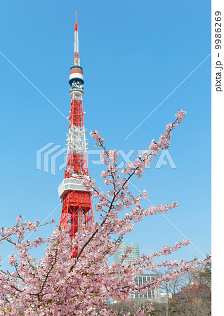 芝公園の満開の桜と東京タワー 9986269