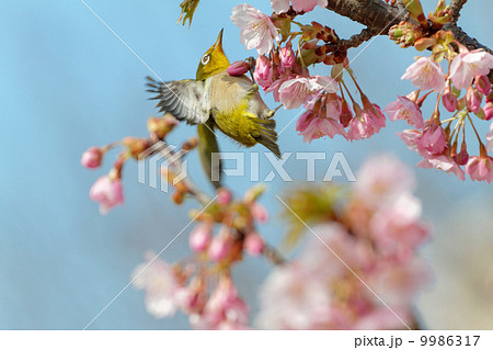 咲き始めの桜にメジロ 咲き始めの桜にメジロ 9986317