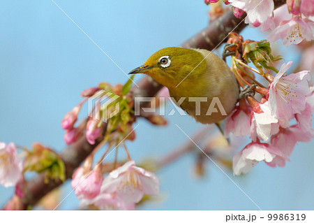 咲き始めの桜にメジロ 咲き始めの桜にメジロ 9986319