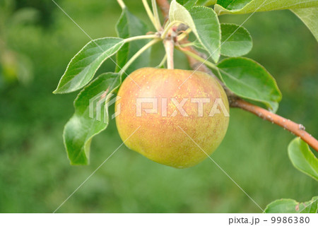熟する前のリンゴ 熟する前のリンゴ 9986380