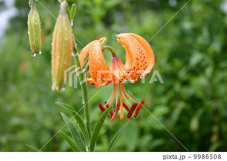 クルマユリ クルマユリ 9986508