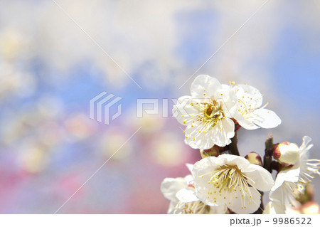 梅の花 9986522