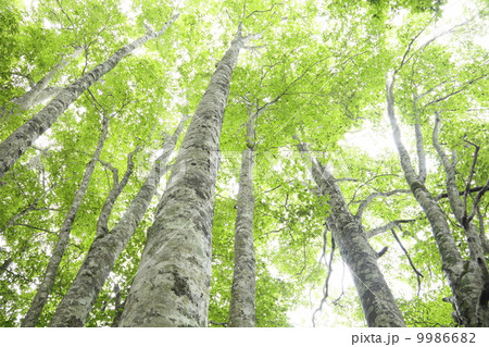 ブナ林の新緑を見上げる 9986682