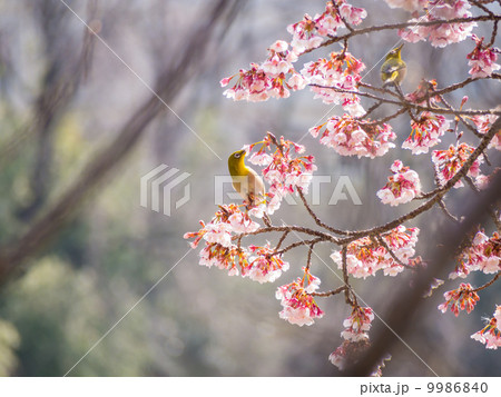 寒桜とメジロ（２羽）　自然風景の写真素材 9986840