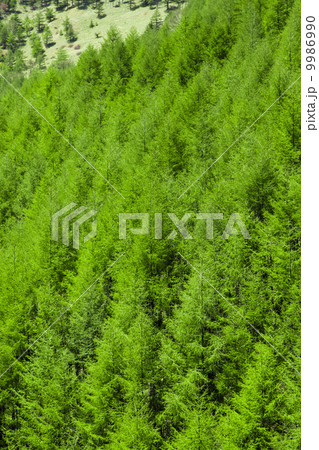 信州のカラ松の新緑 9986990