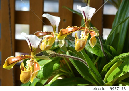 観葉植物 9987138