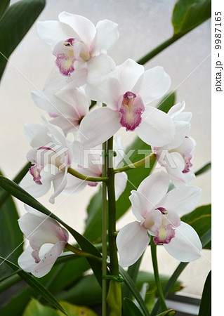 シンビジウム シンビジウム 9987165