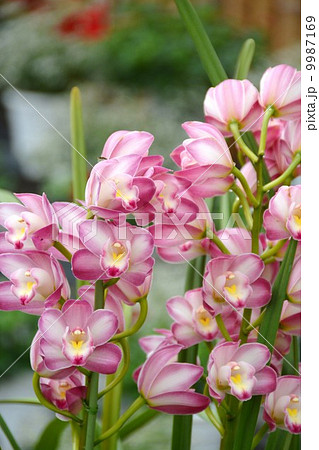 シンビジウム シンビジウム 9987169