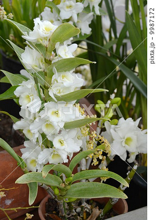 シンビジウム 9987172