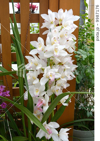 シンビジウム シンビジウム 9987176