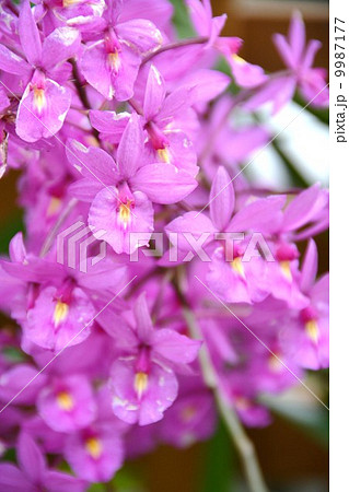 シンビジウム 9987177