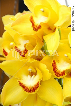 シンビジウム 9987179