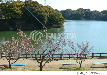 佐布里梅林 9987227