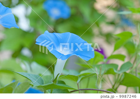 朝顔 あさがお アサガオ 朝顔 あさがお アサガオ 9987246