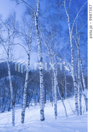 冬の風景 9987307