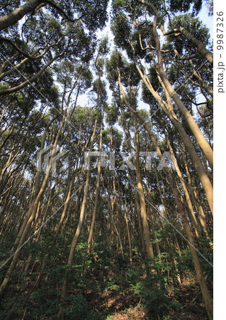 自然 植物 タブノキの森② 自然 植物 タブノキの森② 9987326