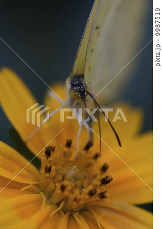 キチョウ 9987519