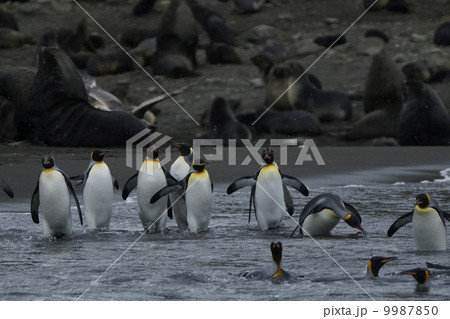 キングペンギン 9987850