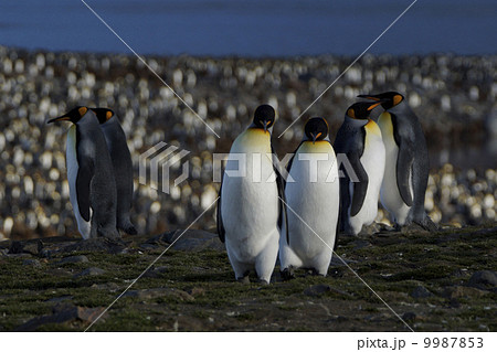 キングペンギン 9987853