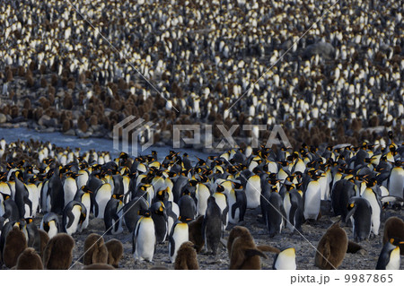 キングペンギン 9987865