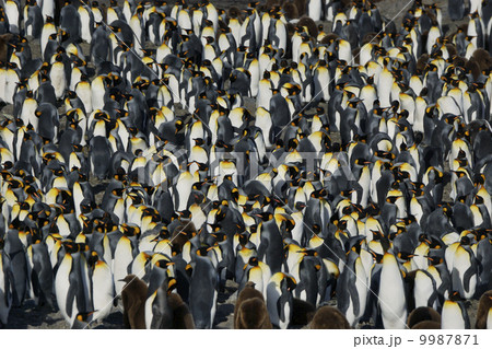 キングペンギン 9987871