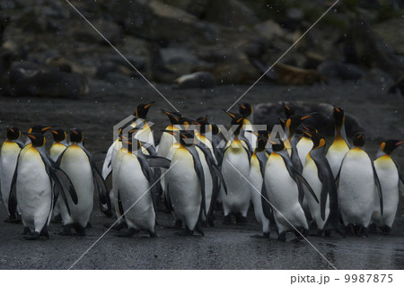 キングペンギン 9987875
