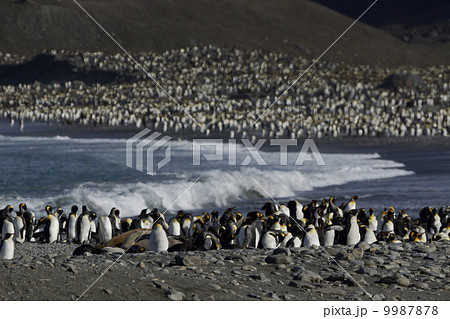 キングペンギン 9987878