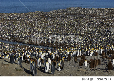 キングペンギン キングペンギン 9987913