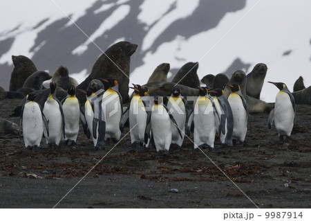 キングペンギン キングペンギン 9987914